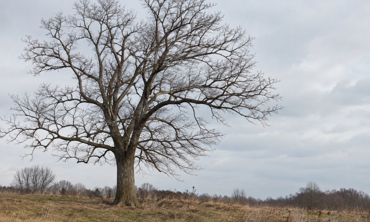 A bare tree spreading branches against a pale sky above low grass
